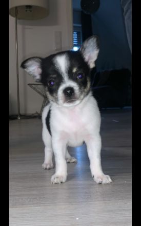 Unsere Welpen dürfen ab den .3.12 .22 ausziehen. Beide