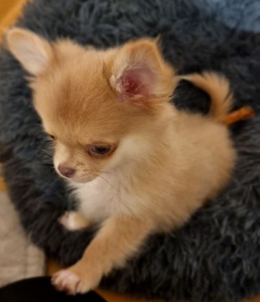 Hallo, Wir haben noch einen Pomchi jungen und ein