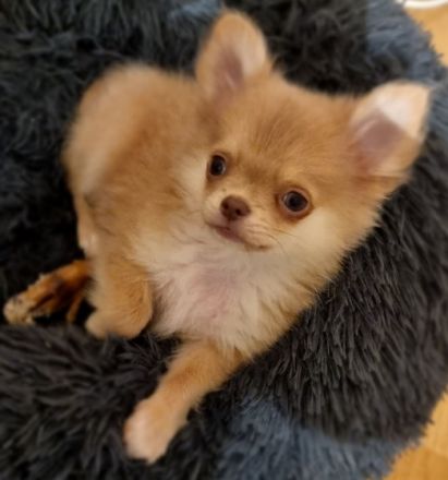 Hallo, Wir haben noch einen Pomchi jungen und ein