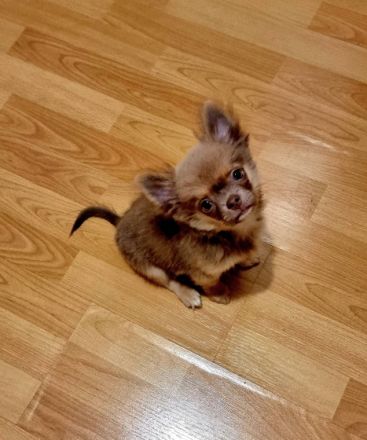 Hallo, Wir haben noch einen Pomchi jungen und ein