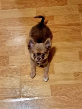 Hallo, Wir haben noch einen Pomchi jungen und ein