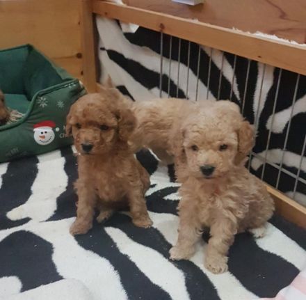 Ein Weibchen reserviert! Aus unserem Wurf vom 23.10