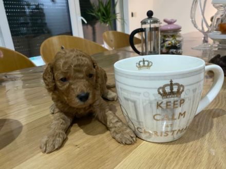 Ein Weibchen reserviert! Aus unserem Wurf vom 23.10