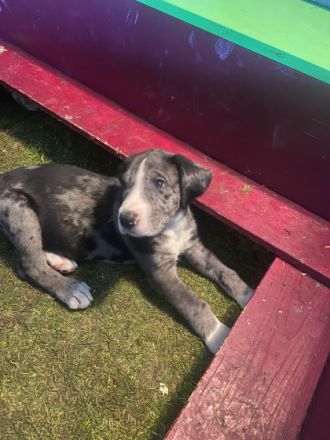 Hallo , unsere Mix Welpen sind am Donnerstag 24.11.22