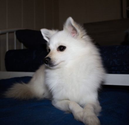 Luna, Guten Tag, Diese liebe zwei Jahre alte Zwergspitz