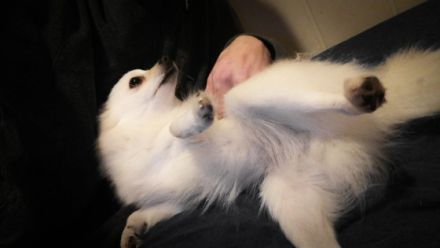 Luna, Guten Tag, Diese liebe zwei Jahre alte Zwergspitz