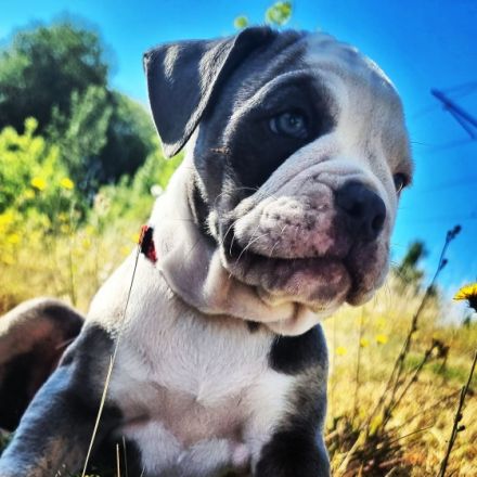 Cookie, Meine kleine süße bully Hündin sucht dringend