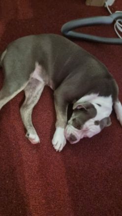 Cookie, Meine kleine süße bully Hündin sucht dringend