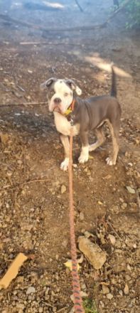 Cookie, Meine kleine süße bully Hündin sucht dringend