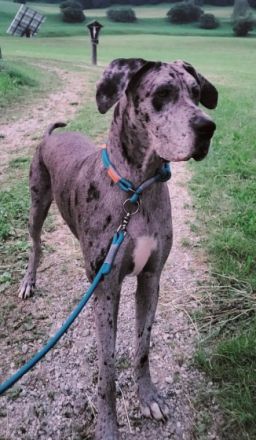 Schweren Herzens muss ich für unser 2jährige Dogge ein