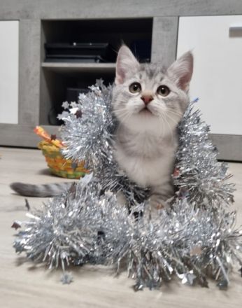 Unsere wunderschöne Mila hat am 3.9.2022 diese kleine