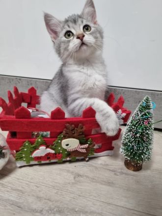 Unsere wunderschöne Mila hat am 3.9.2022 diese kleine