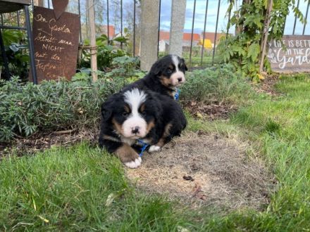 Wir haben wieder Nachwuchs! Unsere Feli hat am 7.10