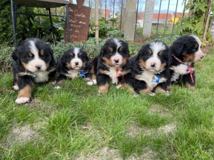 Wir haben wieder Nachwuchs! Unsere Feli hat am 7.10