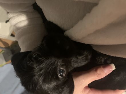 Wir haben zuckersüße Mischlingswelpen, die mit uns im