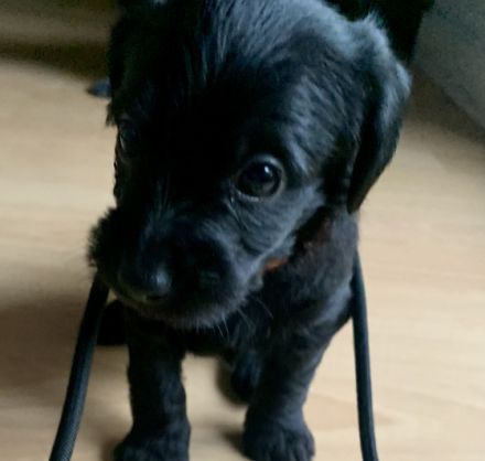 Wir haben zuckersüße Mischlingswelpen, die mit uns im