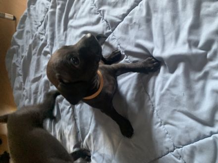 Wir haben zuckersüße Mischlingswelpen, die mit uns im