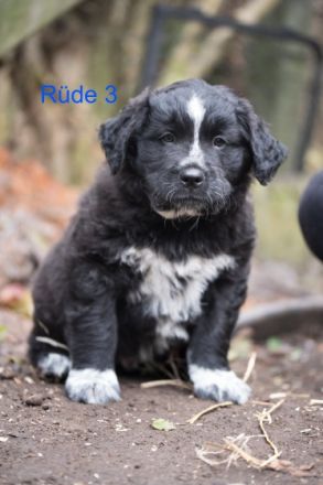 Zum Verkauf stehen Germanische Bärenhund-Welpen Die