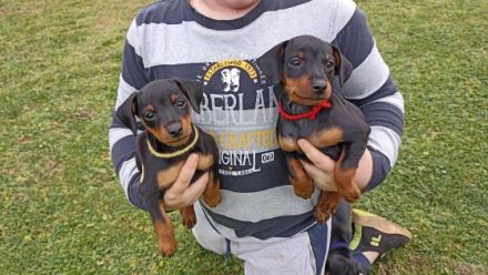 Zwergpinscherzucht " Vom Rehwinkel ", seit 30 Jahren