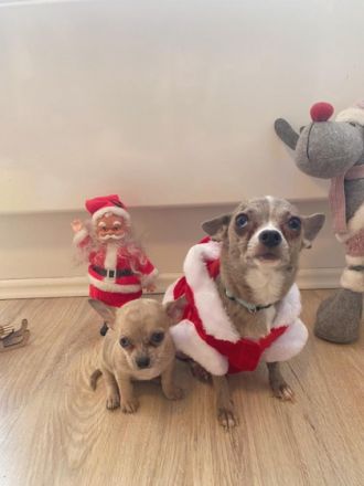 Süße kleine, reinrassige Chihuahua Welpen sind bereit