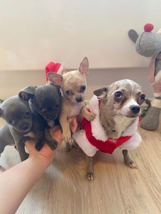 Süße kleine, reinrassige Chihuahua Welpen sind bereit