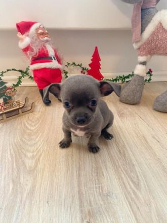 Süße kleine, reinrassige Chihuahua Welpen sind bereit