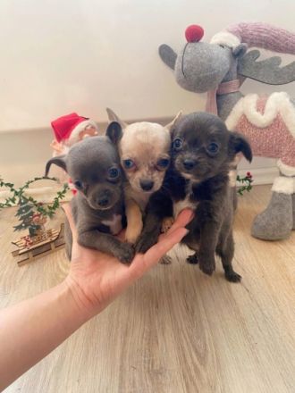 Süße kleine, reinrassige Chihuahua Welpen sind bereit