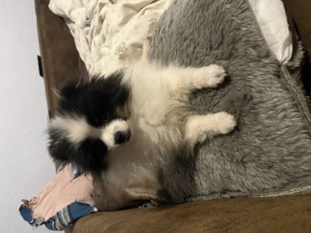 Verkaufe xxs Pomeranian Hündin 5 Monate jung. Liebt