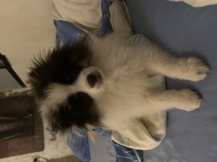 Verkaufe xxs Pomeranian Hündin 5 Monate jung. Liebt