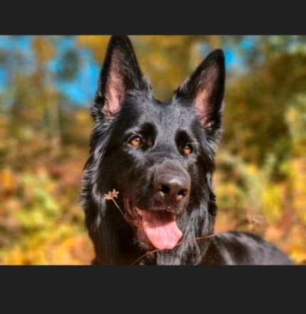 3 wunderschöne Mädchen suchen ein neues Zuhause. Welpen