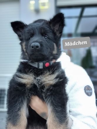 3 wunderschöne Mädchen suchen ein neues Zuhause. Welpen