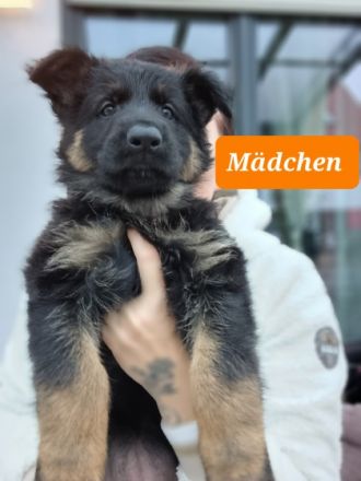 3 wunderschöne Mädchen suchen ein neues Zuhause. Welpen