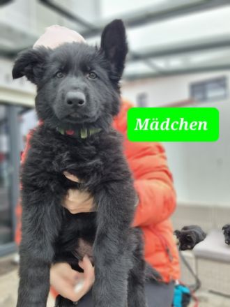 3 wunderschöne Mädchen suchen ein neues Zuhause. Welpen