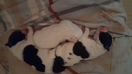 Hallo Hunde Liebhaber..am 20,11,2022 hat unsere Border