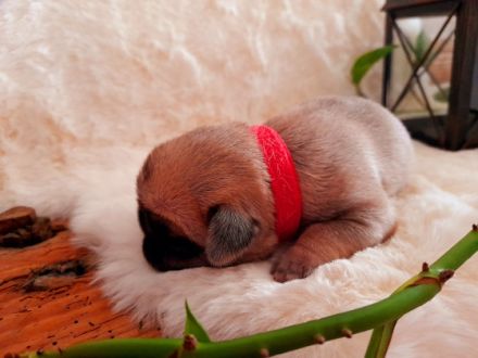 Unsere freundliche 2 jährige Mops Dame hat 17.11.22