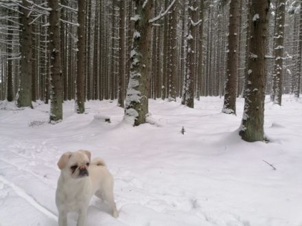 Unsere freundliche 2 jährige Mops Dame hat 17.11.22