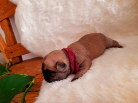 Unsere freundliche 2 jährige Mops Dame hat 17.11.22