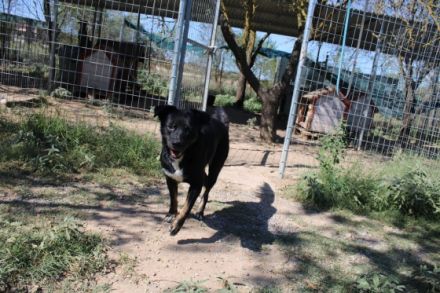 Tamo - unser schüchterner Herzensbrecher