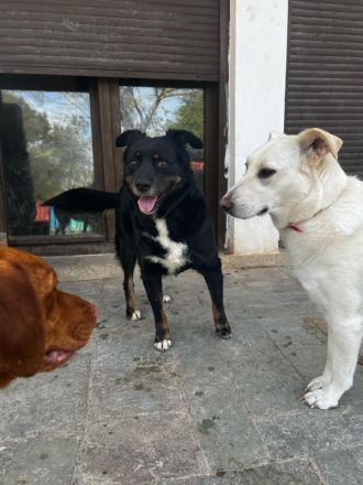 Tamo - unser schüchterner Herzensbrecher