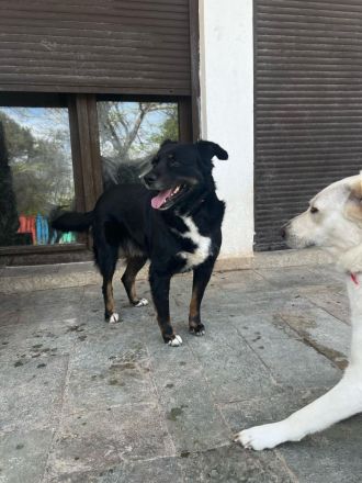 Tamo - unser schüchterner Herzensbrecher