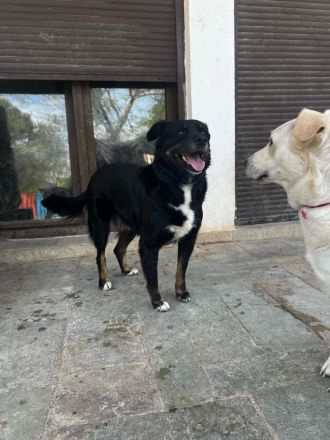 Tamo - unser schüchterner Herzensbrecher