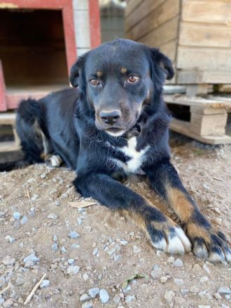 Tamo - unser schüchterner Herzensbrecher