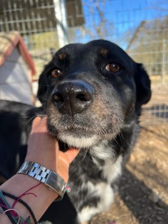 Tamo - unser schüchterner Herzensbrecher