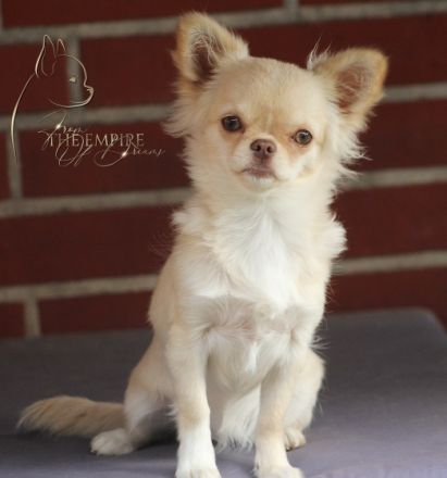 für unsere Osina,creme-langhaar,suchen wir ein neues