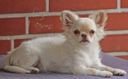 für unsere Osina,creme-langhaar,suchen wir ein neues