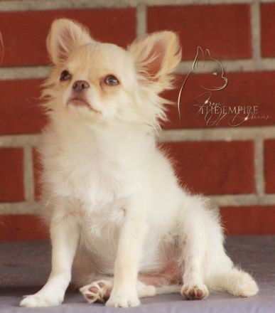 für unsere Osina,creme-langhaar,suchen wir ein neues