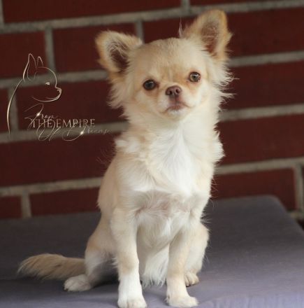 für unsere Osina,creme-langhaar,suchen wir ein neues