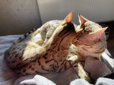 Savannah Katzen von Hazina-of-Savannahcat