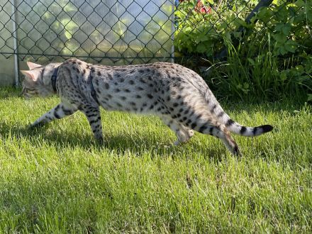 Savannah Katzen von Hazina-of-Savannahcat