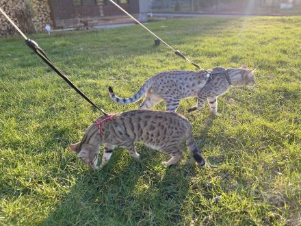 Savannah Katzen von Hazina-of-Savannahcat